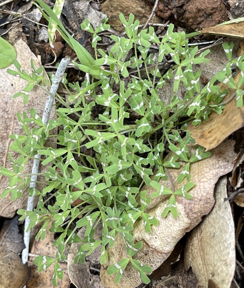 Notchleaf Clover photo 5