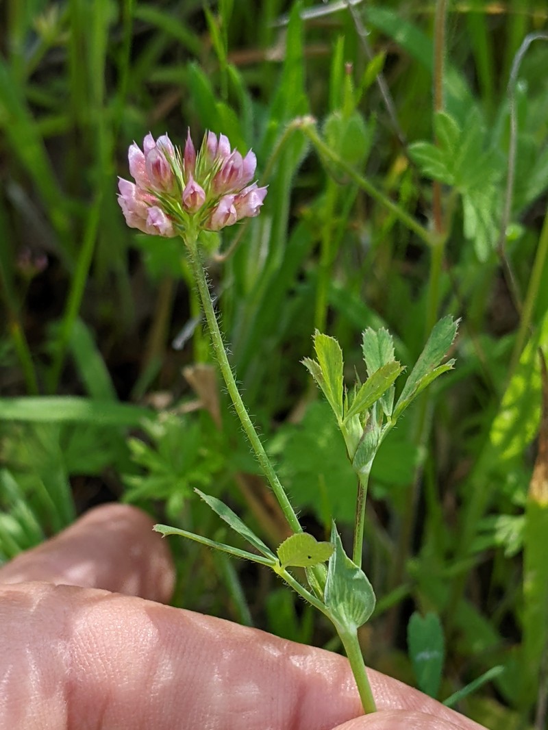 Notchleaf Clover