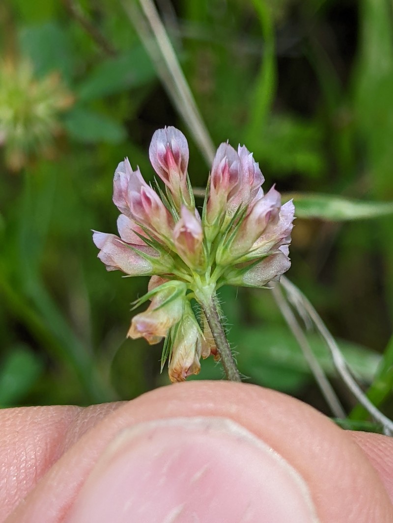 Notchleaf Clover photo 2