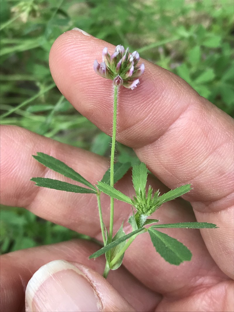 Notchleaf Clover photo 3