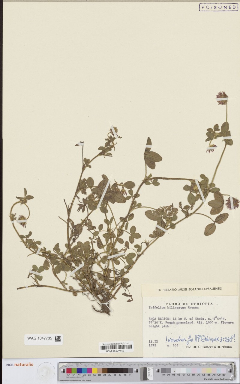 Trifolium bilineatum
