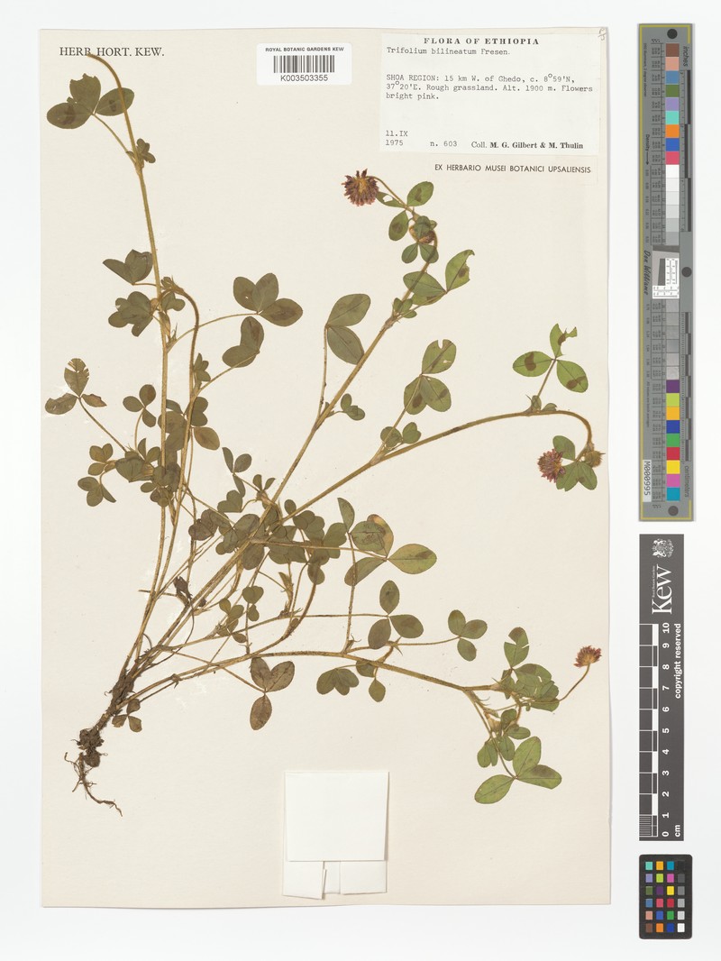Trifolium bilineatum photo 2