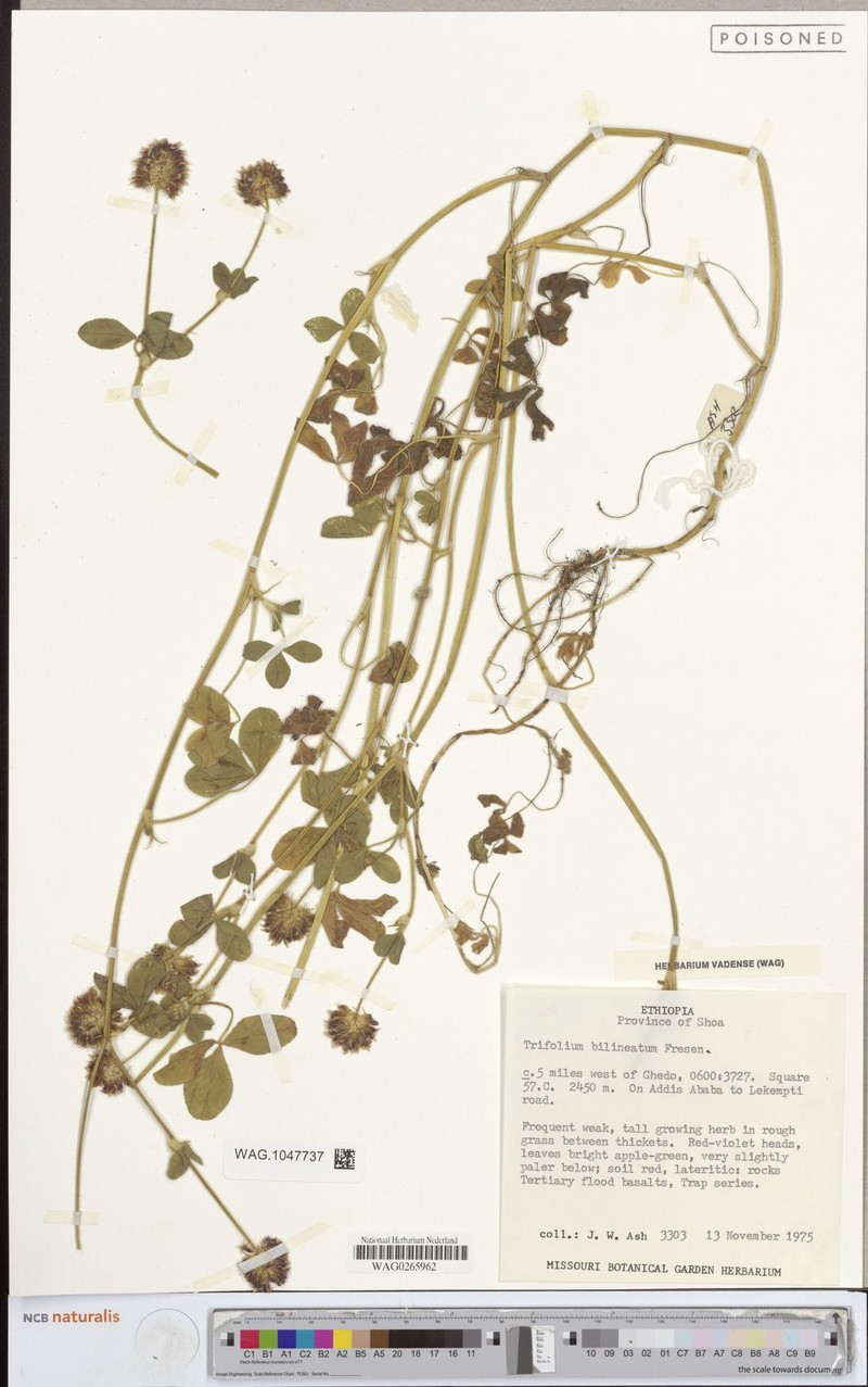Trifolium bilineatum photo 3