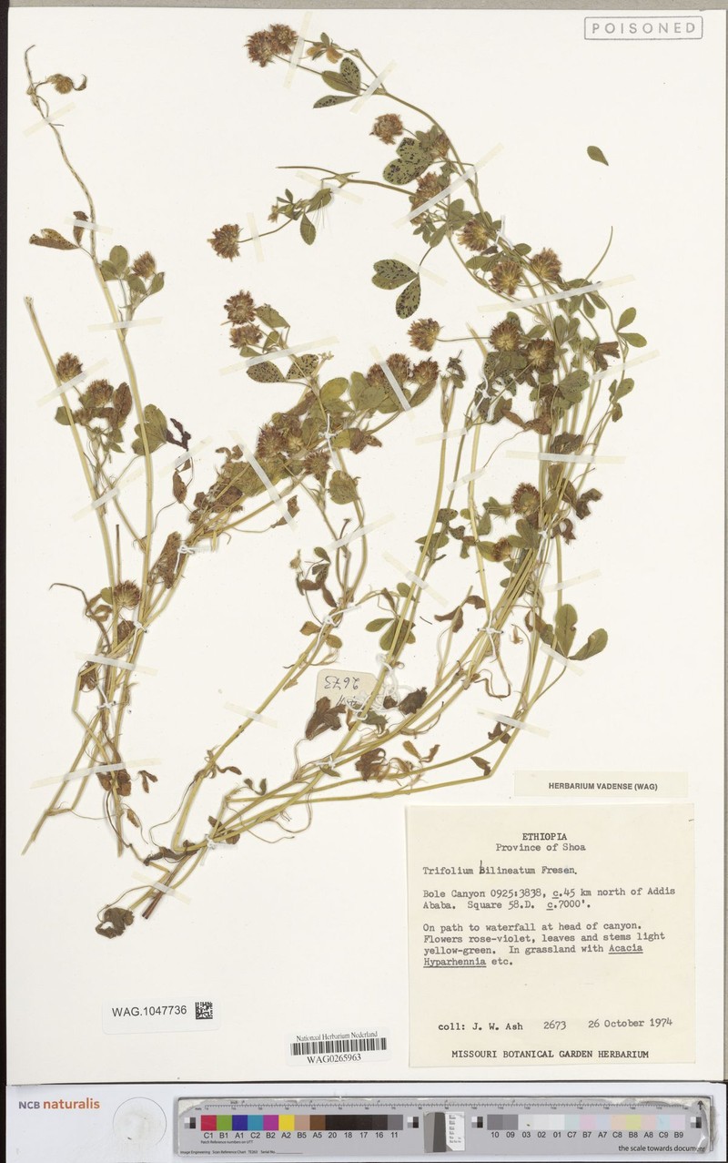 Trifolium bilineatum photo 4