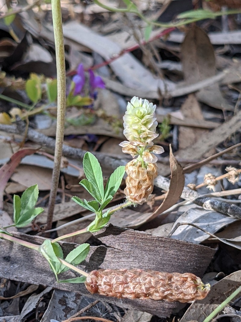 Labillardiere's Clover