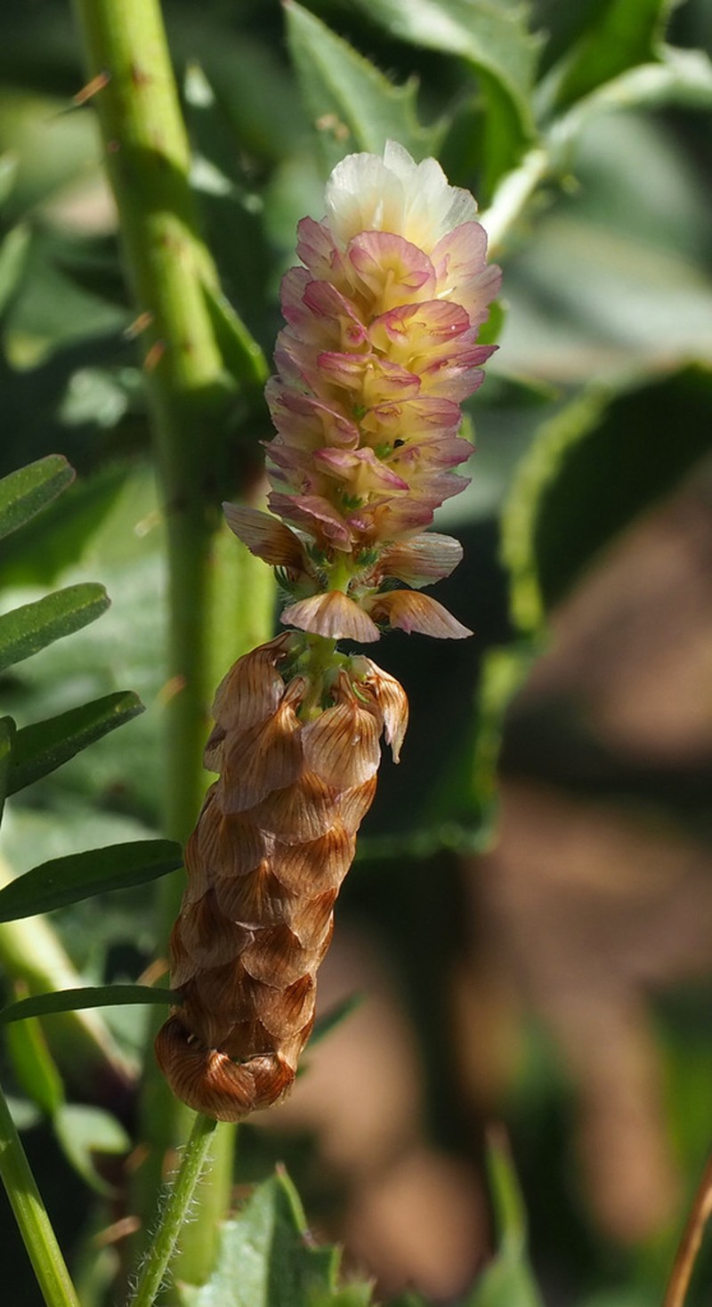 Labillardiere's Clover photo 2
