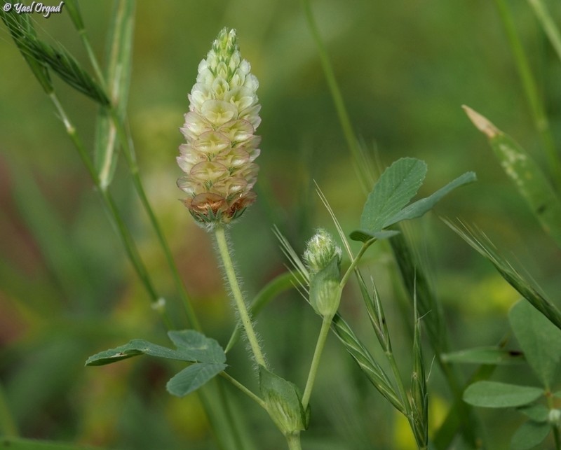 Labillardiere's Clover photo 3