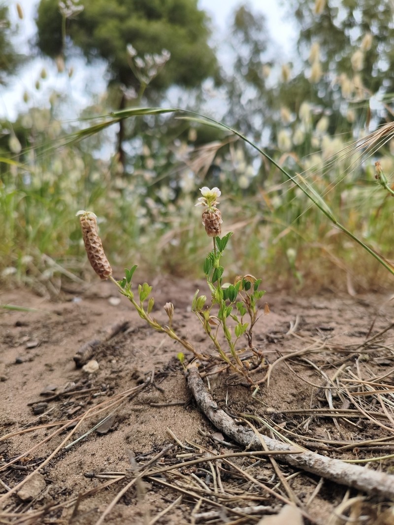 Labillardiere's Clover photo 4