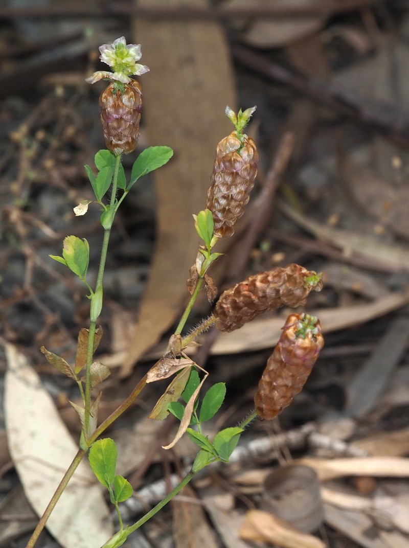 Labillardiere's Clover photo 5