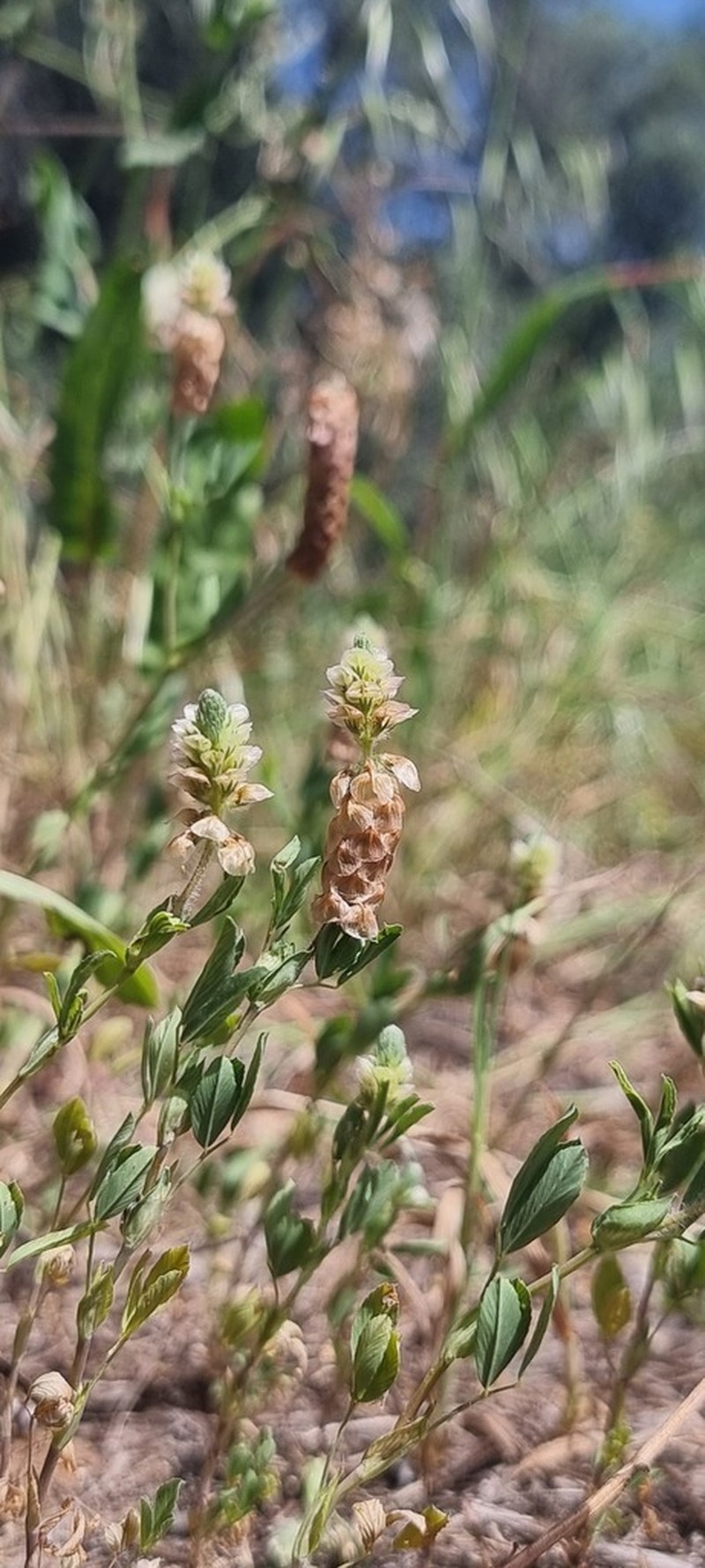 Labillardiere's Clover photo 6