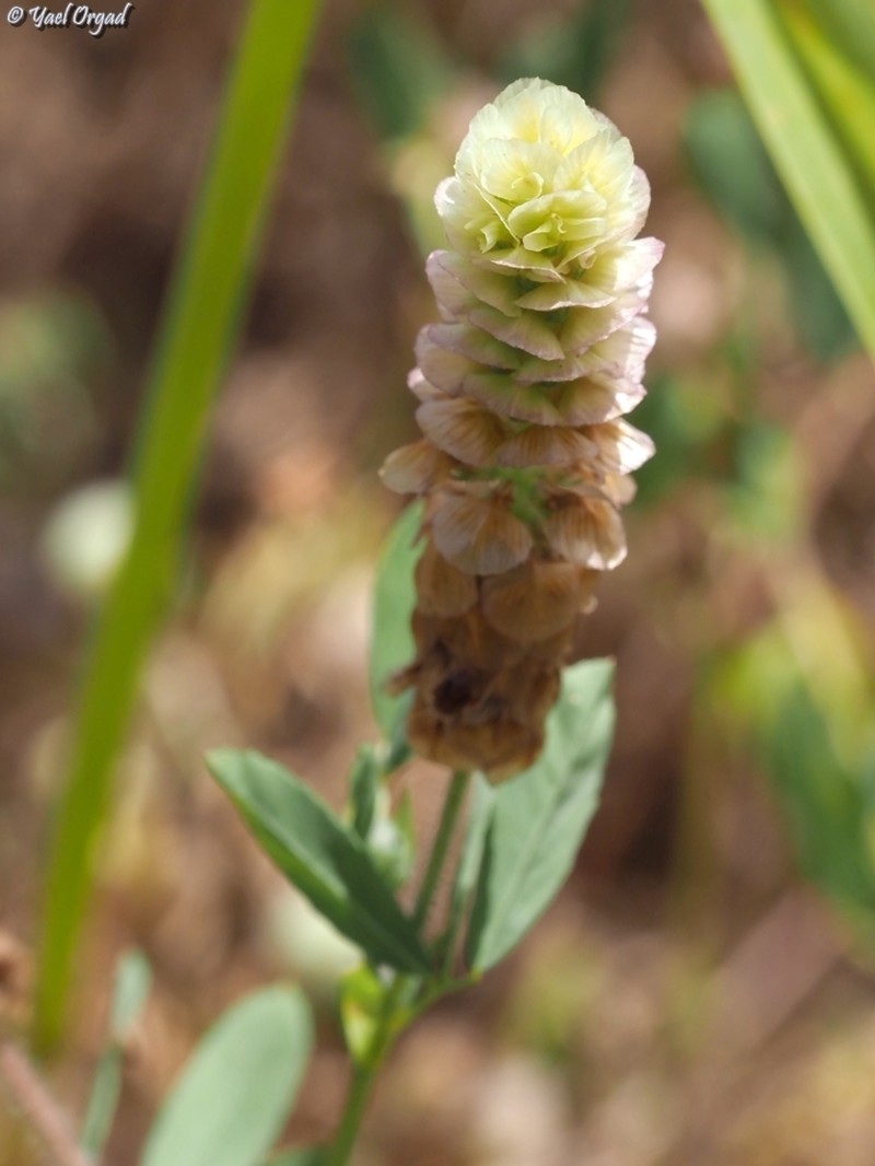 Labillardiere's Clover photo 7