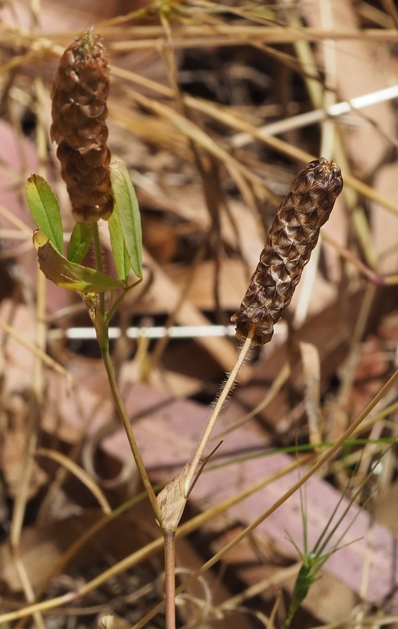 Labillardiere's Clover photo 8