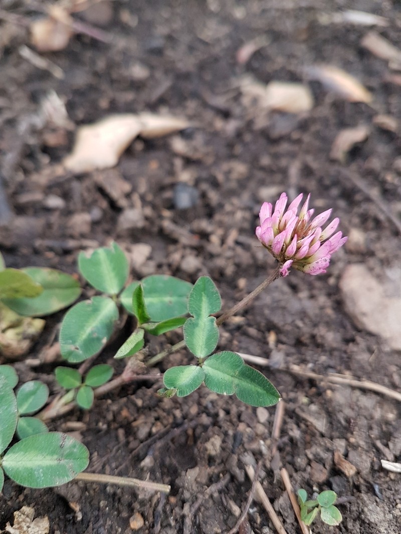Trifolium bivonae photo 2
