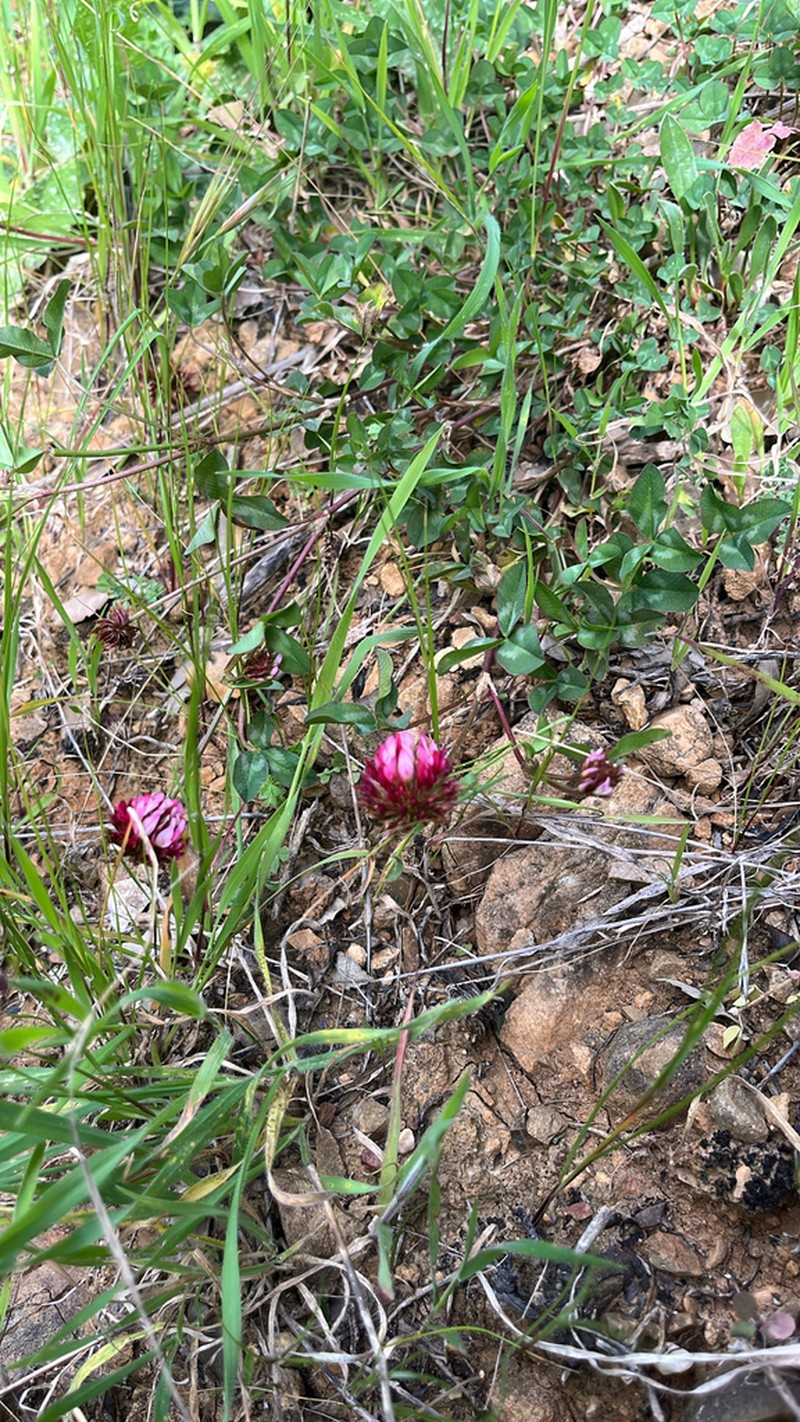Trifolium bivonae photo 3