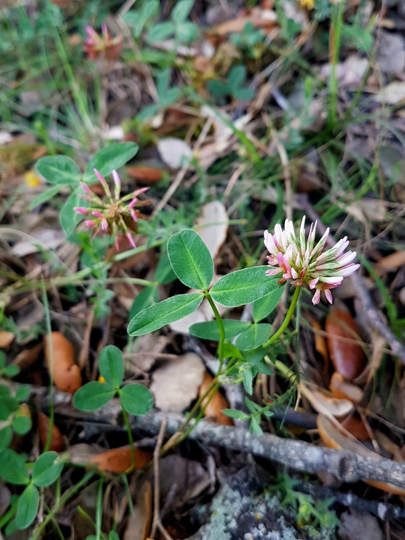 Trifolium bivonae photo 6