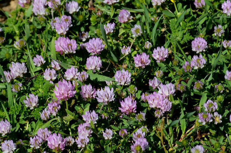 Trifolium blancheanum