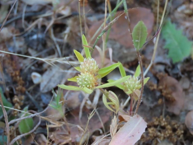 Boccone's Clover