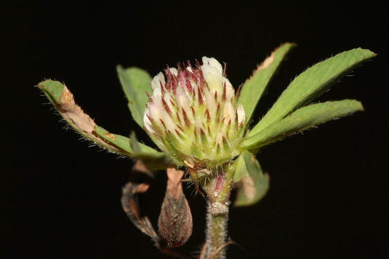 Boccone's Clover photo 2
