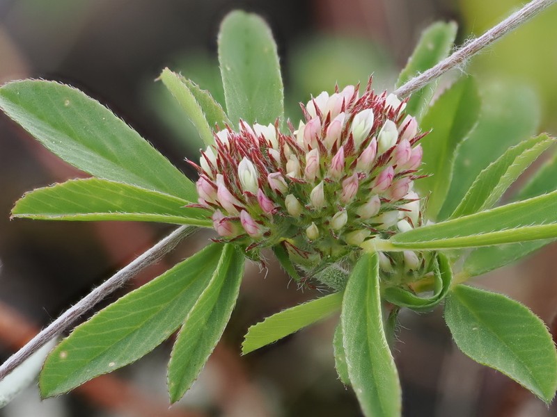 Boccone's Clover photo 3
