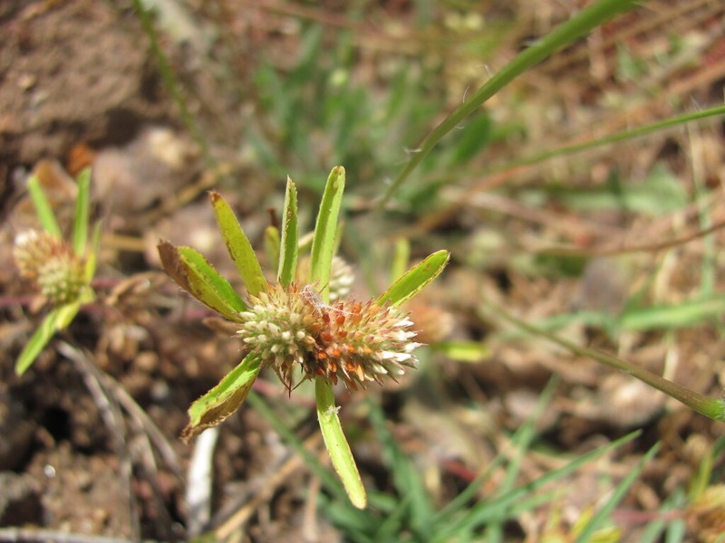 Boccone's Clover photo 4