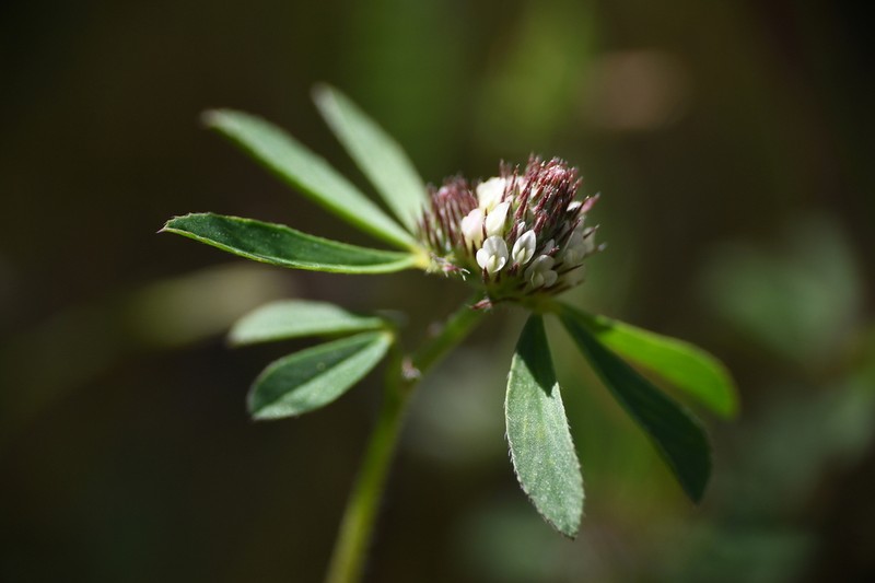 Boccone's Clover photo 5
