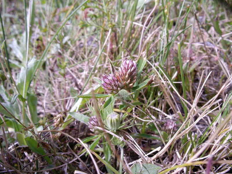 Boccone's Clover photo 6