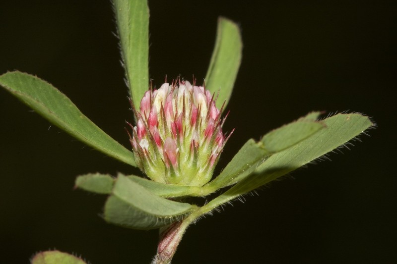 Boccone's Clover photo 7