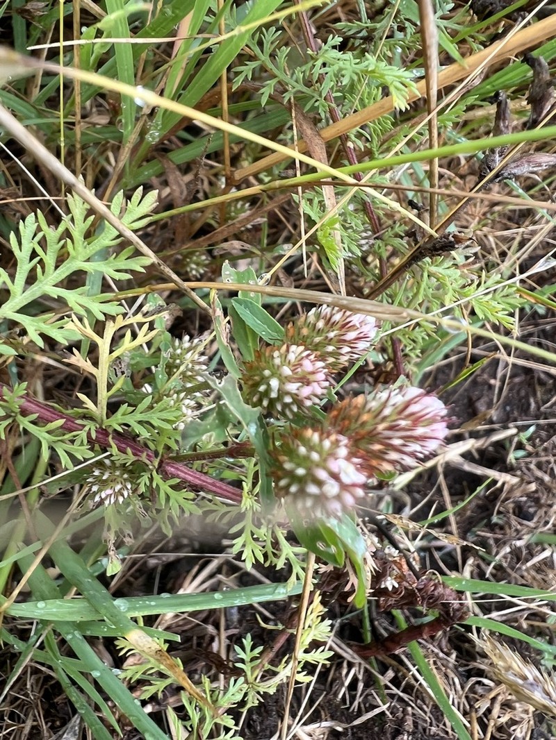 Boccone's Clover photo 8
