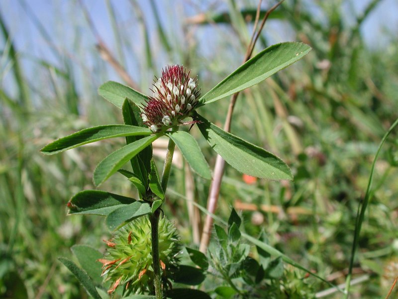 Boccone's Clover