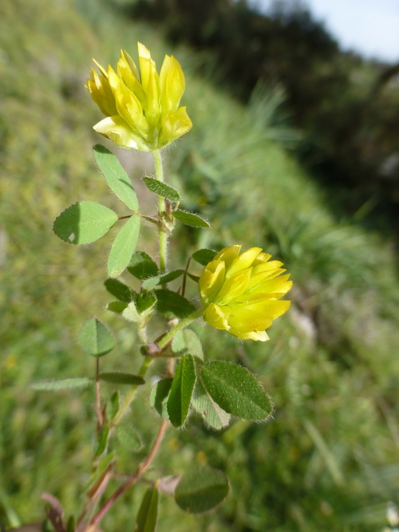 Boissier's Clover