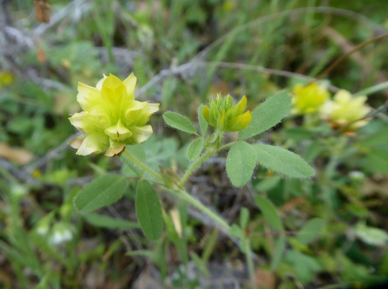 Boissier's Clover photo 2