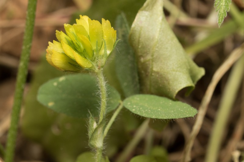 Boissier's Clover photo 3