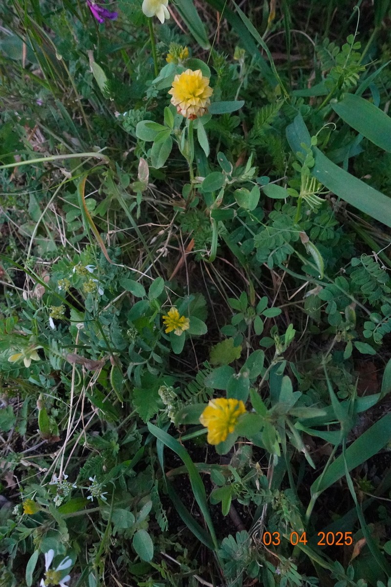 Boissier's Clover photo 4