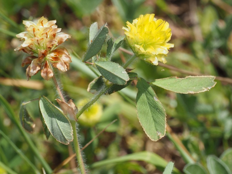 Boissier's Clover photo 5