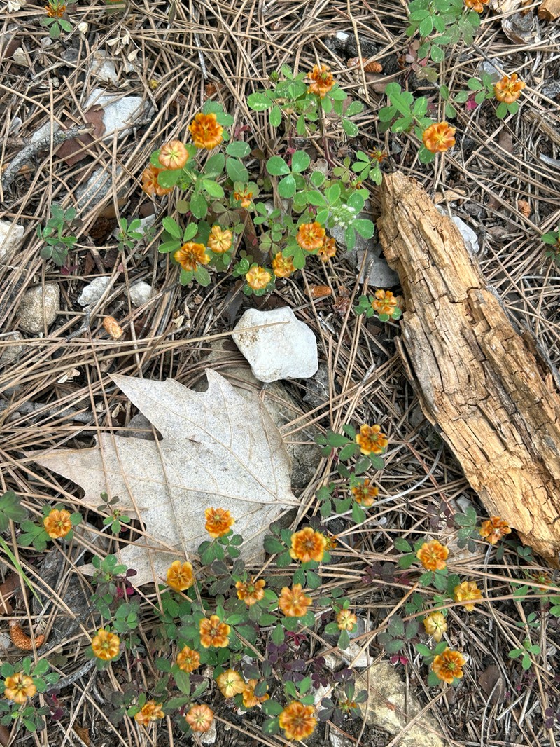 Boissier's Clover photo 6