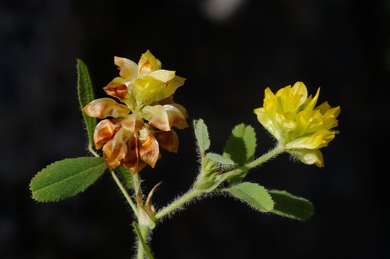 Boissier's Clover photo 7