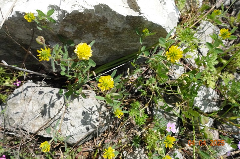 Boissier's Clover photo 8