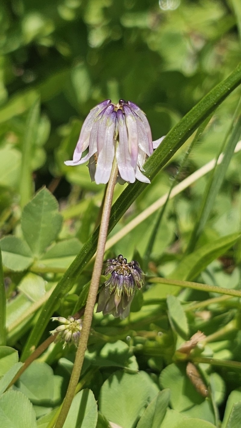 Parasol Clover photo 3