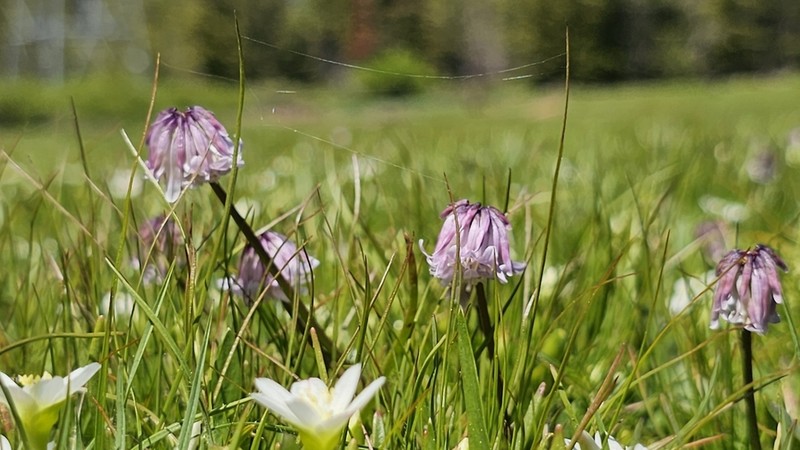 Parasol Clover photo 4