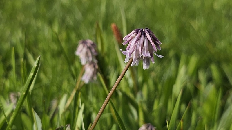 Parasol Clover photo 5