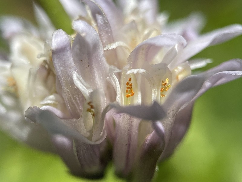 Parasol Clover photo 6