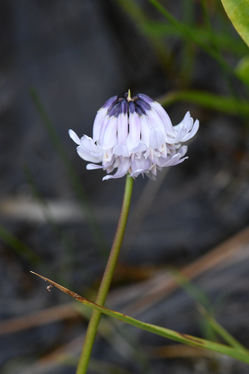 Parasol Clover