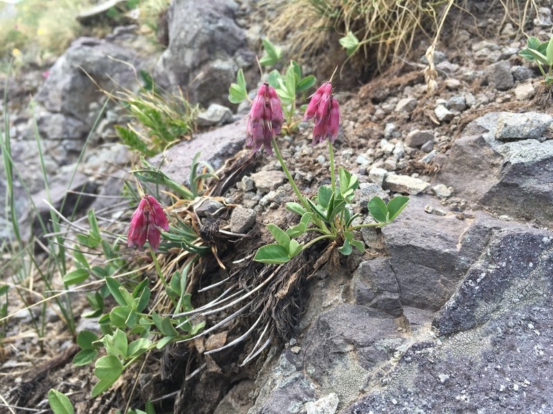 Brandegee's Clover