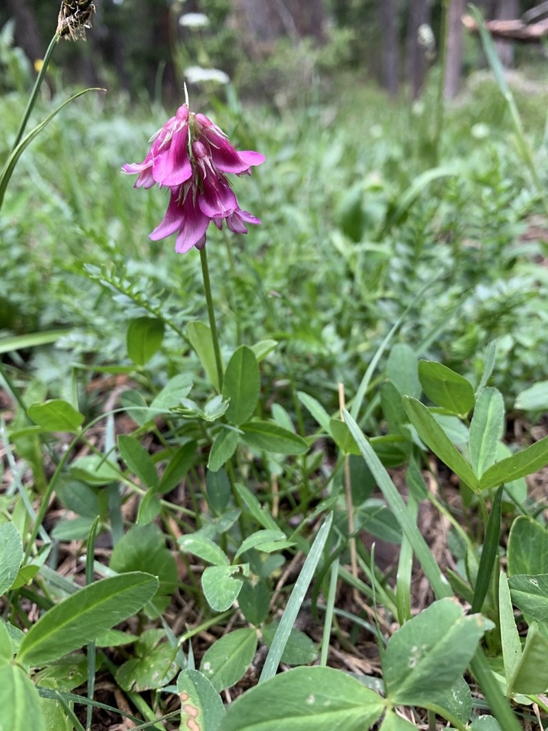 Brandegee's Clover photo 2
