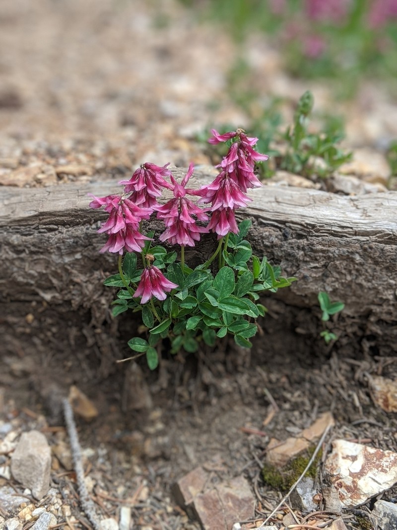 Brandegee's Clover photo 3