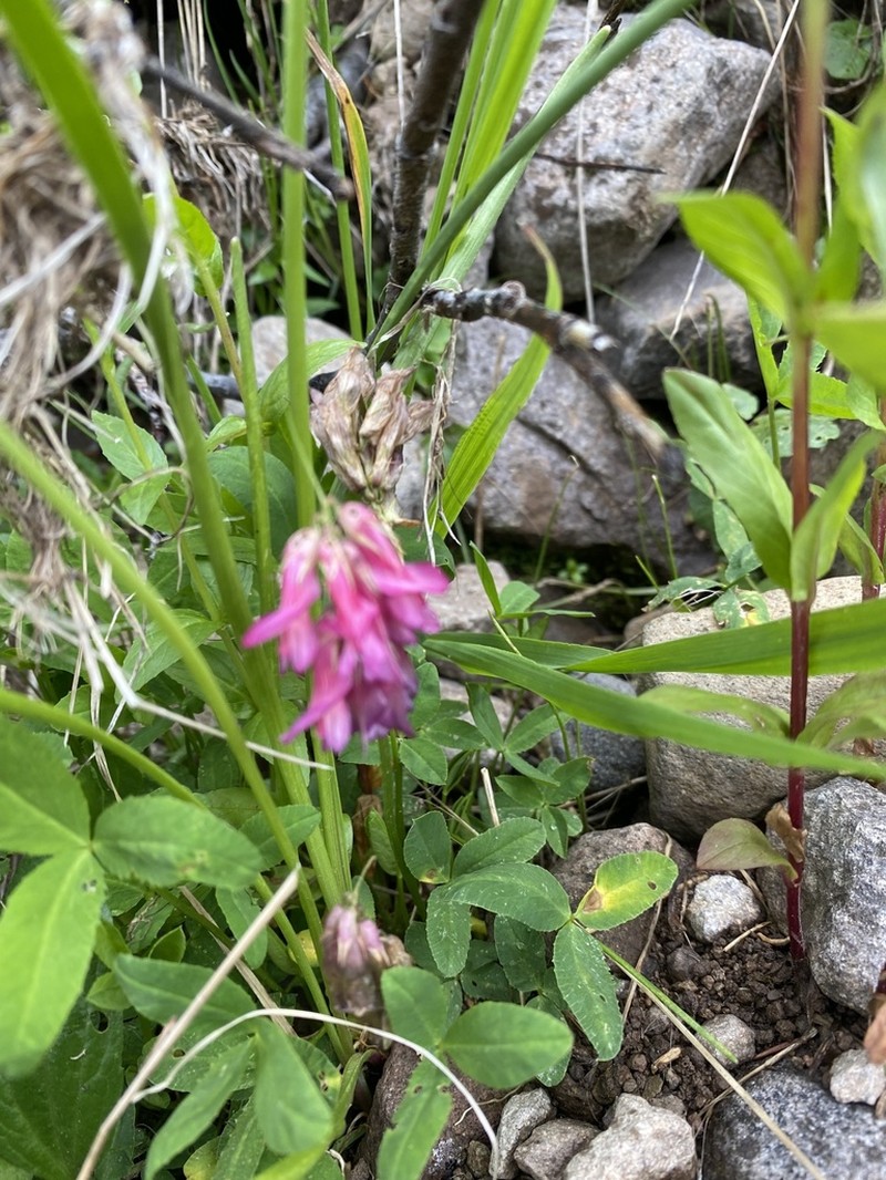 Brandegee's Clover photo 4
