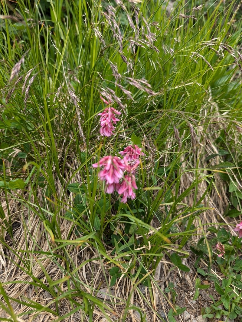 Brandegee's Clover photo 5