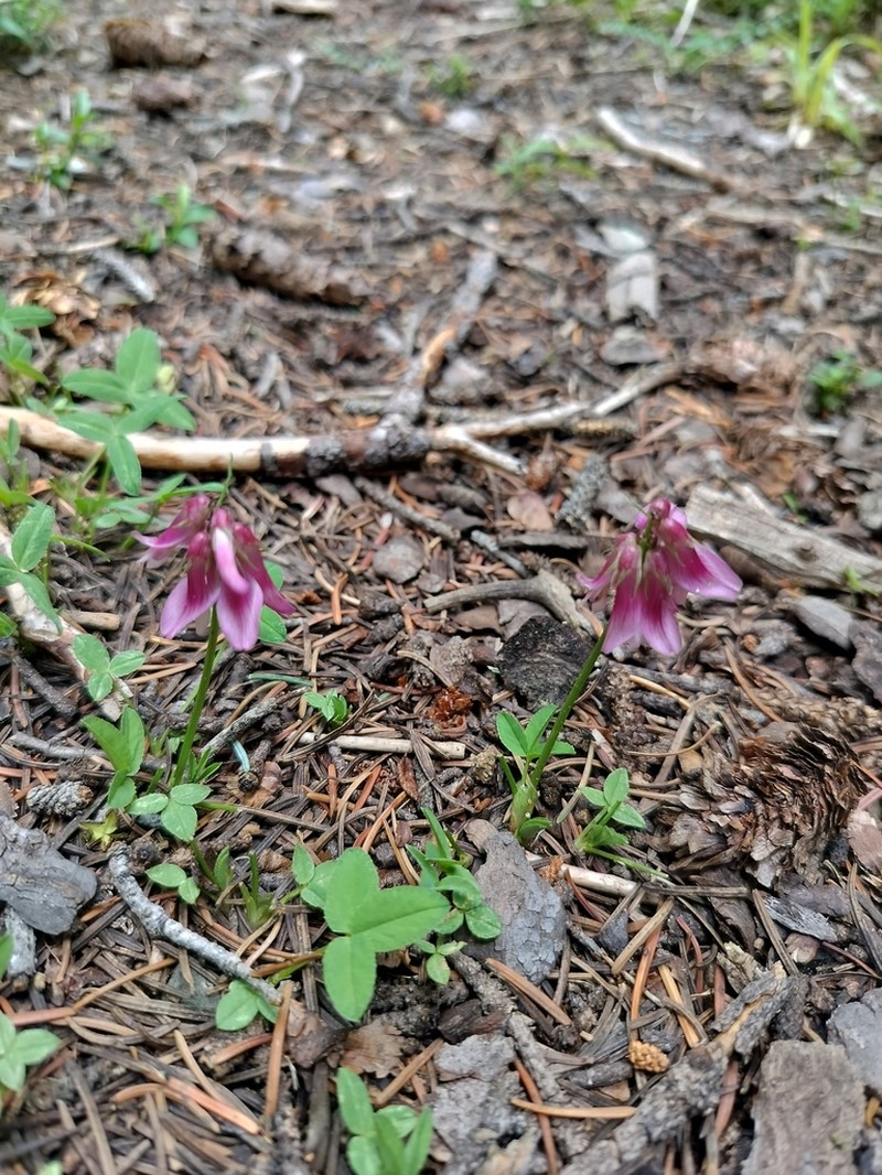 Brandegee's Clover photo 6