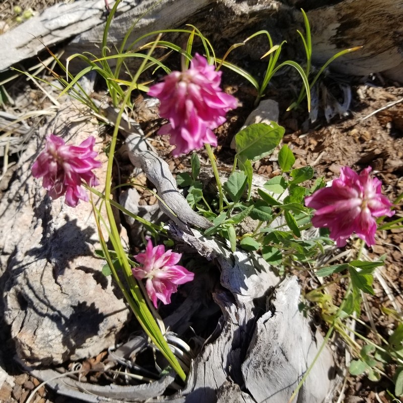 Brandegee's Clover photo 7
