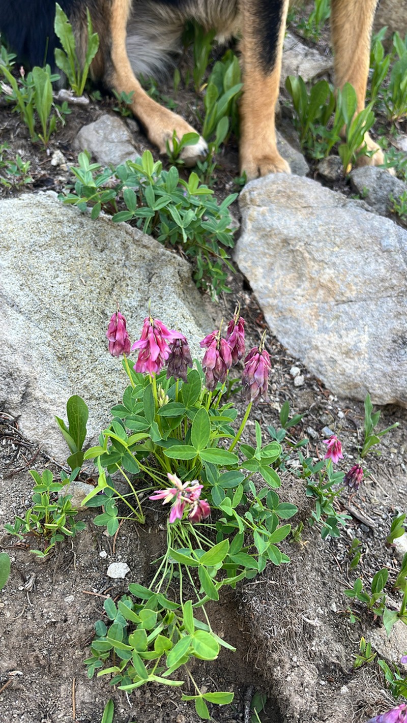 Brandegee's Clover photo 8